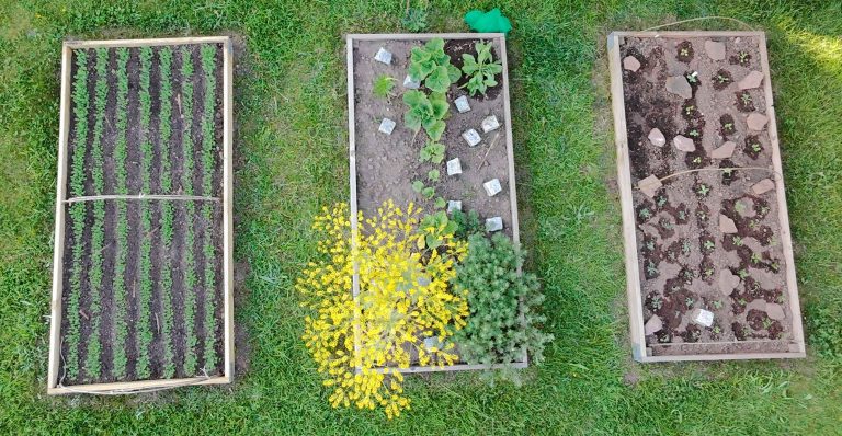 Färberbeete von oben