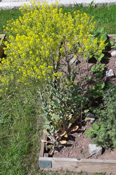 blühender Färberwaid