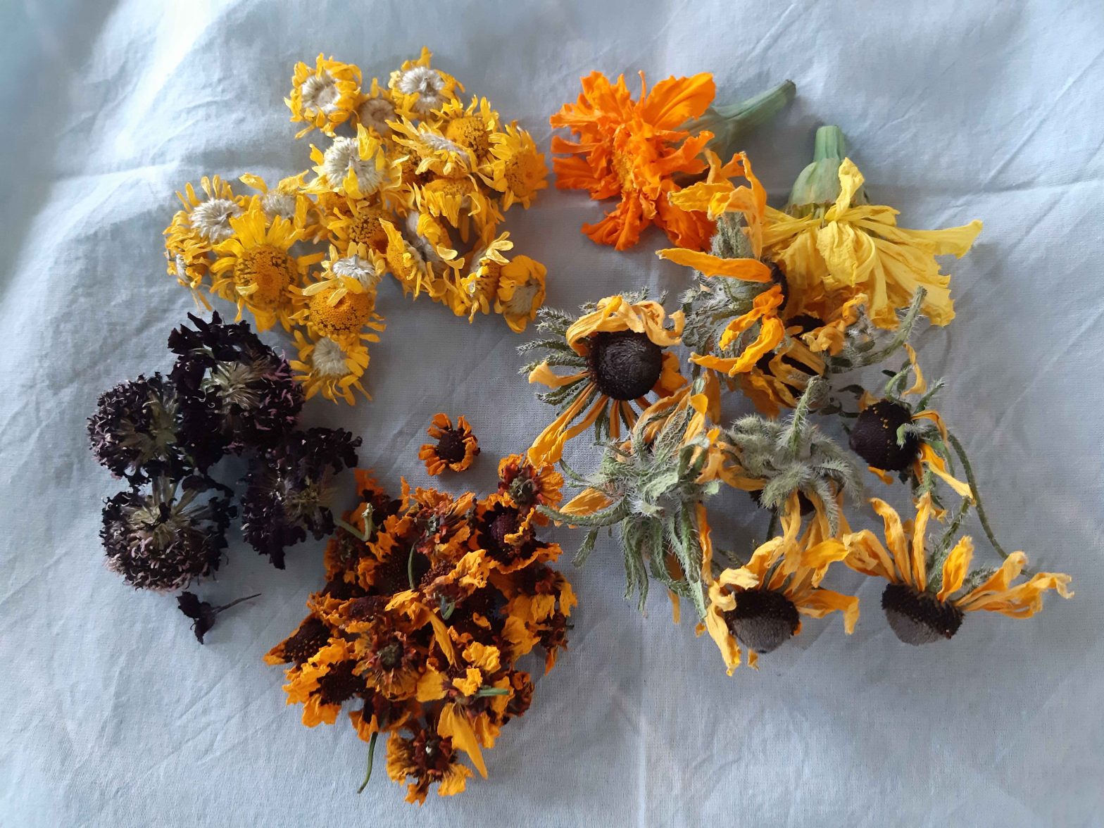 getrocknete Blüten verschiedener Färberpflanzen auf indigogefärbtem, blauem Stoff